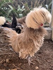 6 Show Quality Frizzled