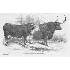 LONDON Prize Cattle at the