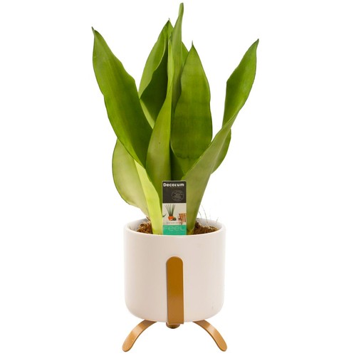 Premium sansevieria moonshine - premium,