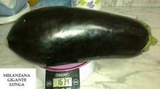 25 LONG GIANT EGGPLANT SEEDS +