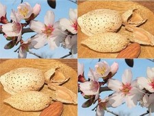 Patio Dwarf Almond Dulcis