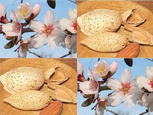 Patio dwarf almond dulcis - dwarf,