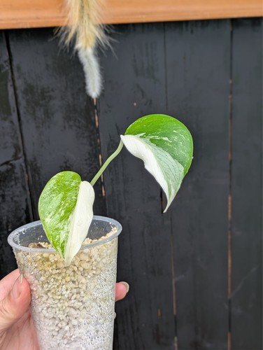 Monstera deliciosa albo - deliciosa,