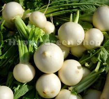VEGETABLE TURNIP SEEDS - SNOWBALL - 500 SEEDS - JUICY AND SWEET FLAVOURED