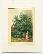 Laurel Tree - Mounted 1880
