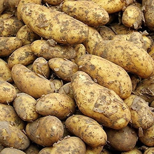 Nadine seed potato - seed,