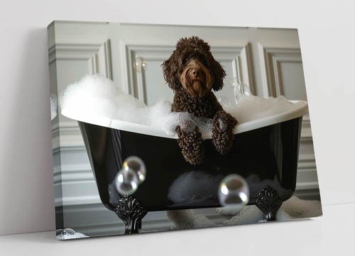 Chocolate labradoodle big - labradoodle, in