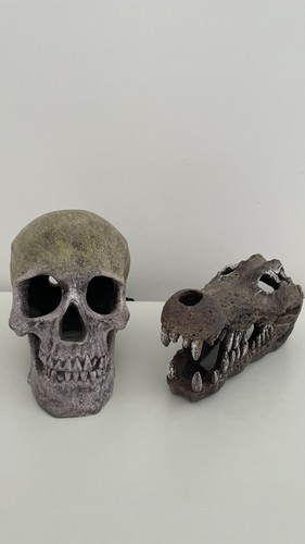 Like human skull crocodile - &,