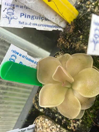 Pinguicula zaphod - pinguicula,