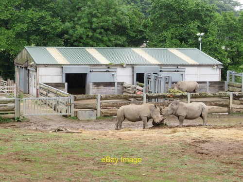 Photo 6x4 rhinos manor - 6x4,