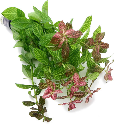K2aqua hygrophila polysperma - k2aqua,