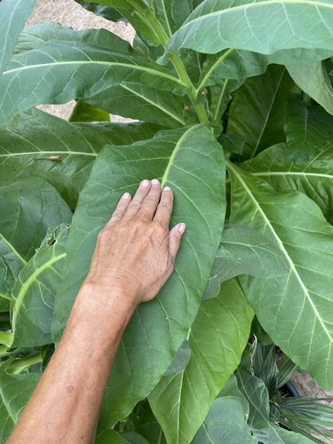 Golden virginia plants - golden,