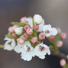 Chanticleer Ornamental Pear Tree Outdoor Pyrus Calleryana 9L Pot 1.2m - 1.5m