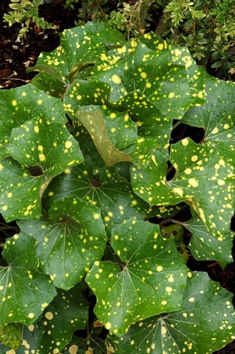Farfugium japonicum - farfugium,