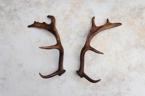 Pair fallow deer antlers - of, 15