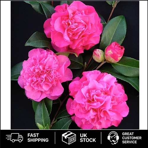 Low maintenance camellia - low,