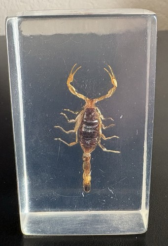 Cursed scorpion specimen - specimen, in
