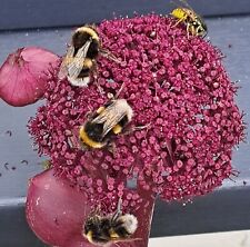 Angelica Gigas 10 Seeds Korean