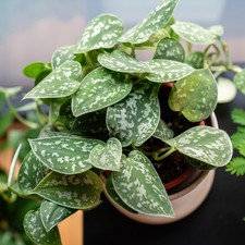 Satin Pothos 'Scindapsus