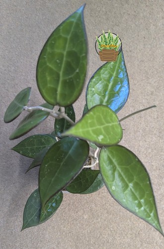 Hoya parasitica black - hoya,