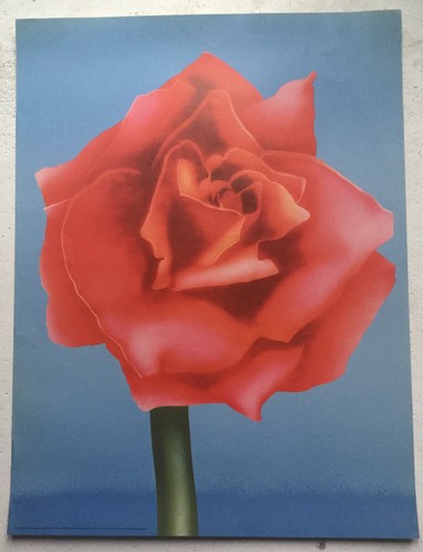 Adrian george big rose - george,