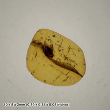 Baltic Amber with Multiple