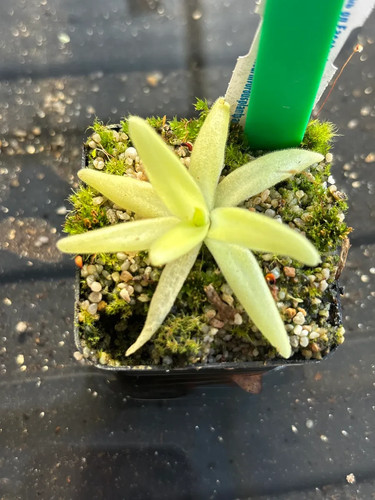 Pinguicula apasionada - pinguicula,