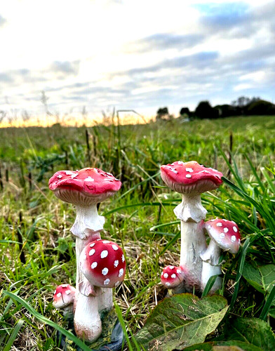 Set toadstools garden - set,