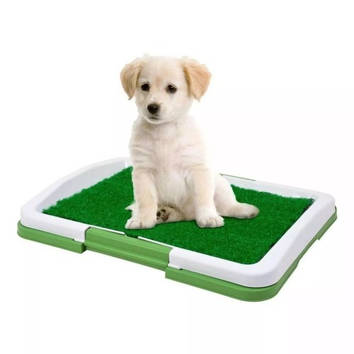 Dog animal puppy - animal, pet