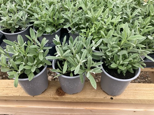Cerastium snow summer - cerastium,
