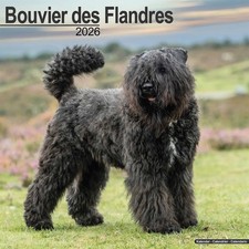 Bouvier Des Flandres Calendar