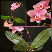 Phalaenopsis Aromio Pink