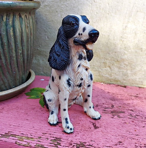 Black white springer spaniel - black,