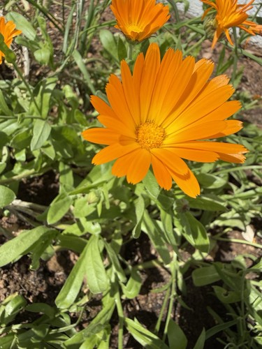 Hand picked pot marigold x25 - pot,
