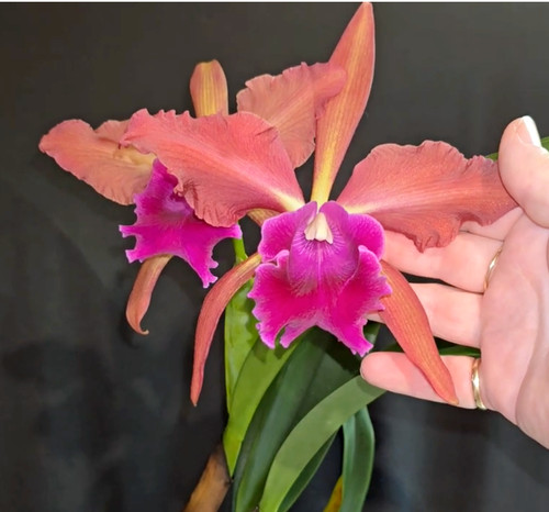 Amphion cattleya orchid - lc.,