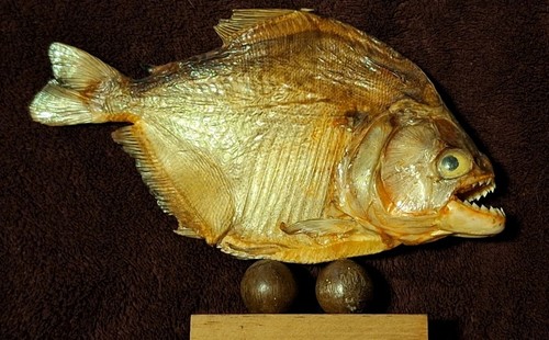 Piranha taxidermy fish - taxidermy,