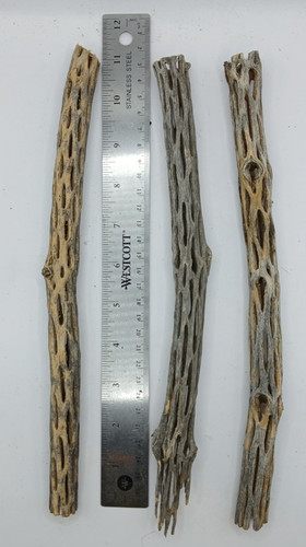 Cholla cactus wood - 3,