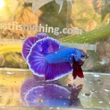 Betta Purple Pink Dragon