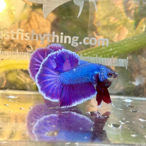 Betta purple pink dragon - purple,