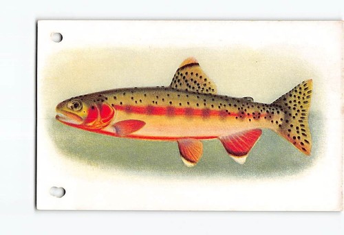 Postcard steinhart aquarium - postcard,