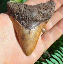 WOW, ....Genuine MEGALODON