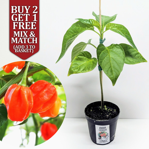 Scotch bonnet xxl chilli - scotch,