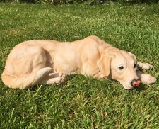 Laying golden labrador large - laying,