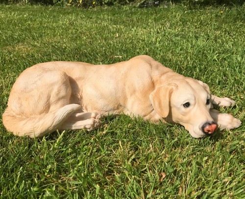 Laying golden labrador large - golden,