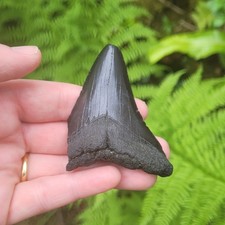 Megalodon Shark Fossil Tooth