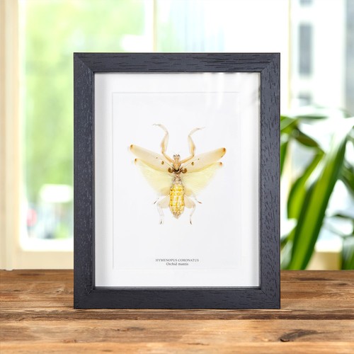 Taxidermy orchid mantis frame - orchid,
