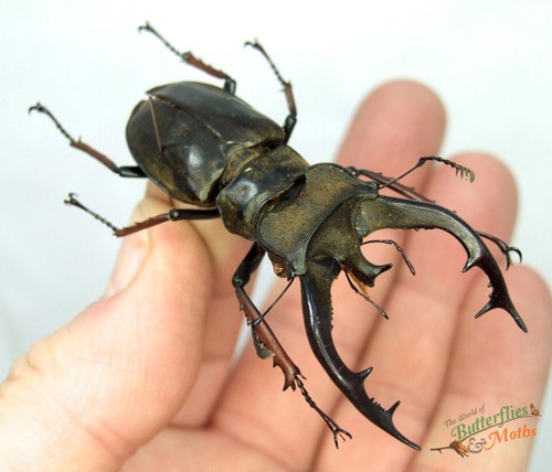 Stag beetle lucanus tibetanus - lucanus,