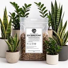 ZZ Plant & Snake Plant Mix |