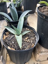 American Blue Agave Plants