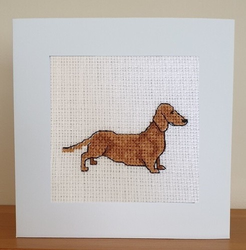 Dachshund sausage dog - dachshund,
